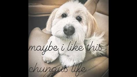 Fuck My Stupid Fucking Chungus Life YouTube