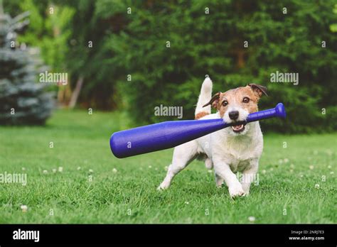 Dog Holding In Mouth Kids Baseball Bat Trying To Make Swing Funny