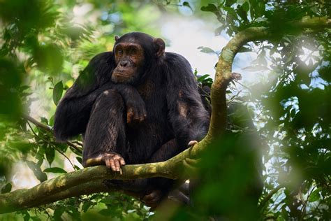 Chimpanzees Could Answer Why Humans Evolved To Walk Upright Discover