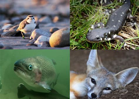 New Videos Bring Awareness To Threatened Cali Species – California ...