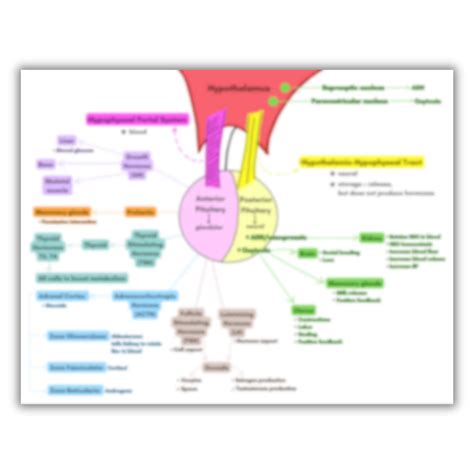 Endocrine Hormones Flow Chart - Etsy