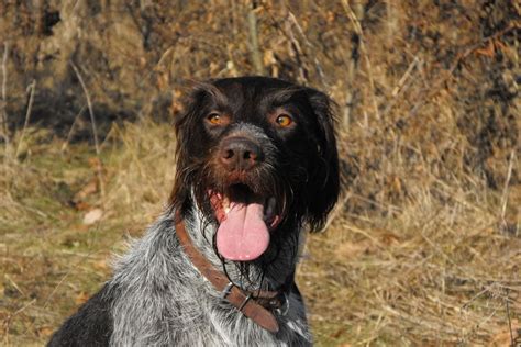 Discover the Lovable Temperament of German Wirehaired Pointers - PetHelpful