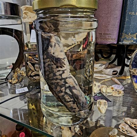 Salamander Wet Specimen – Hail - Records and Oddities