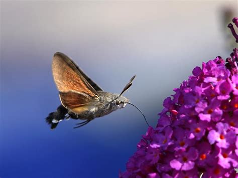 Humming Bird Hawk Moth Butterfly Conservation