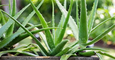 aloe vera typesbenefitsside effects    grow