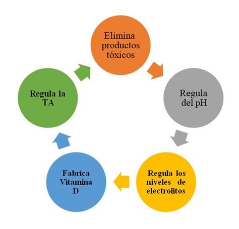 Cuidados Enfermeria Pacientes Trasplante Renal Ocronos Editorial