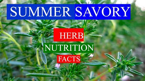 Summer Savory Herb Health Medical Benefits And Nutrients Facts