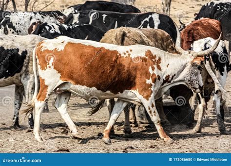 173 Nguni Black White Stock Photos Free And Royalty Free Stock Photos