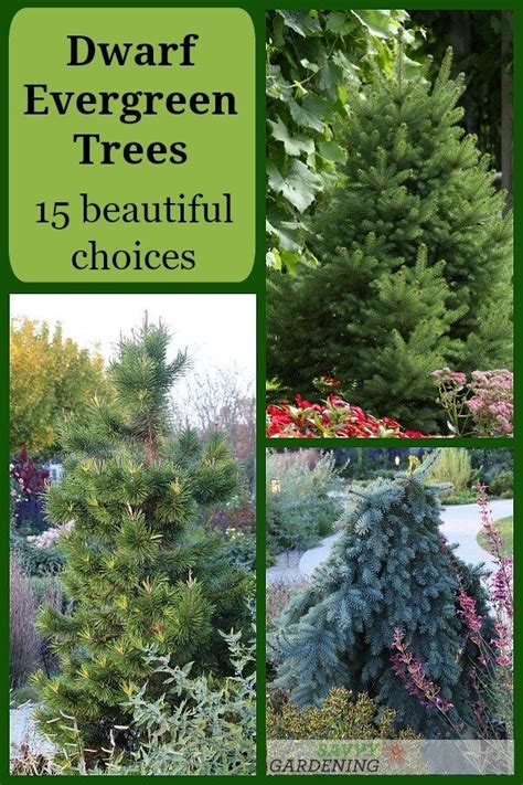 Dwarf Evergreen Trees 15 Exceptional Choices For The Yard And Garden Dwarf Trees For