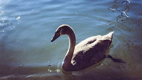 Swan Young Baby Animal - Free photo on Pixabay