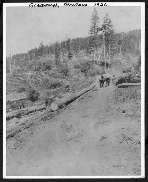 Logging In Greenough Montana Montana History Portal