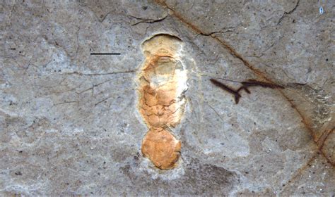 Rare Fossils of British Columbia - Friends of Ecological Reserves