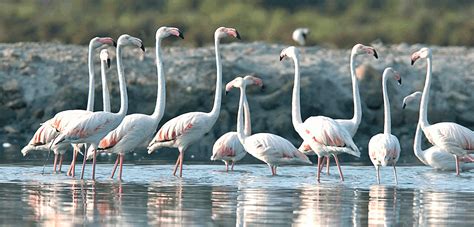 Parc Natural De Ses Salines D Eivissa I Formentera Balears Natura