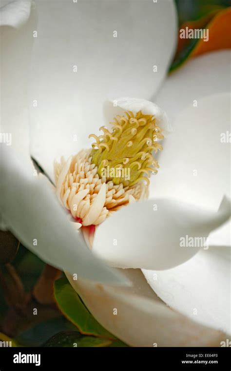 Southern Magnolia Magnolia Grandiflora Stock Photo Alamy