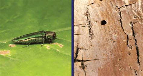 Recognizing the Signs of Infestation | Emerald Ash Borer