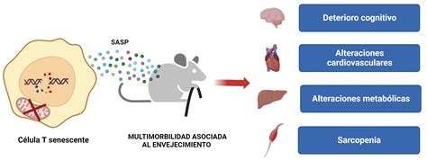 Senescencia de linfocitos T la nueva diana terapéutica contra el