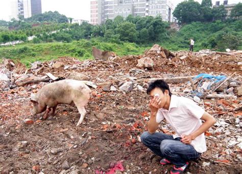 组图：养猪场遭暴力拆迁 数百头猪被活埋新闻中心新浪网