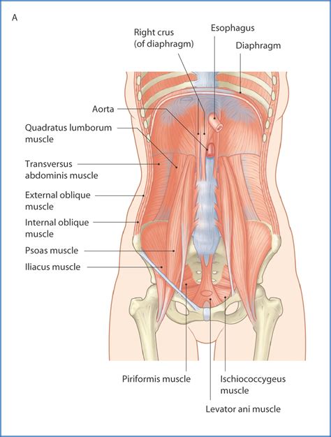 Diaphragm And Posterior Abdominal Wall Basicmedical Key