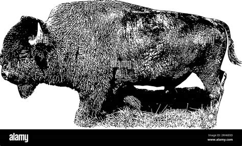 American Bison Bull Vector Illustration Isolated Stock Vector Image