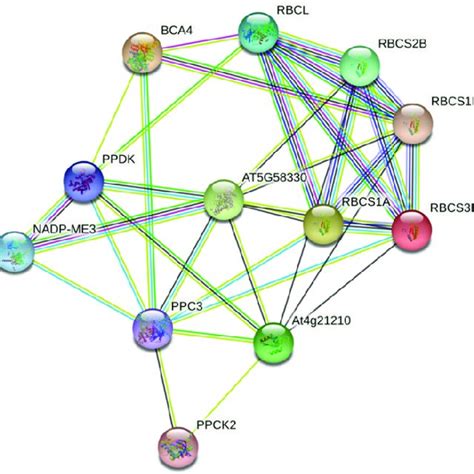 Protein Protein Interaction Prediction Between Selected C4 Type Of