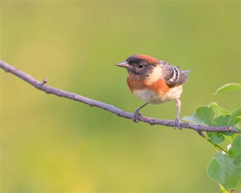 Paruline Poitrine Baie M Le Samuel Cashman Kadri Flickr