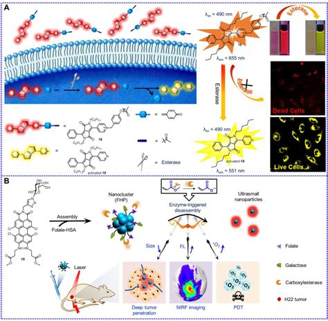 Most Recent Advances On Enzyme‐activatable Optical Probes For