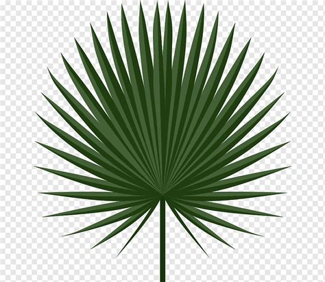 пальмовый лист зеленый, пальмовый лист рукопись Arecaceae пальмовая ...