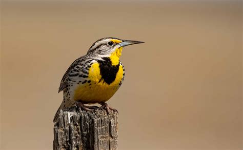 Discover The Official State Bird Of Oregon A Z Animals