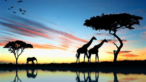 Safari Au Kenya Meilleurs Circuits Pour Une Aventure En Savane