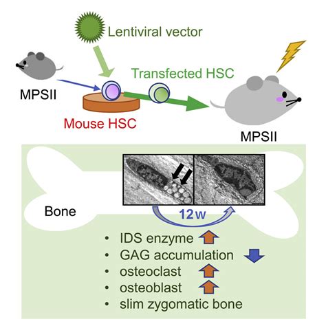 Ex Vivo Gene Therapy Treats Bone Complications Of Mucopolysaccharidosis