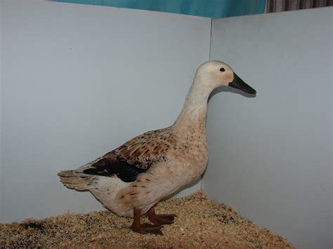 Fancy Duck Breeds - Poultry Hub Australia