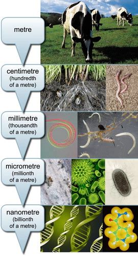 Full Article Managing Soil Microbiology Realising Opportunities For