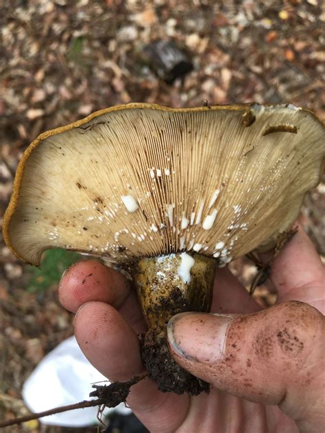 Lactarius Turpis The Ultimate Mushroom Guide