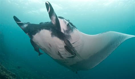 Giant rays shown to be predators of the deep - UQ News - The University ...