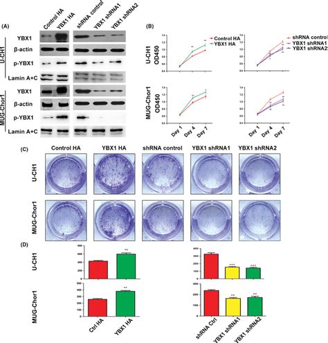 YBX1 Promotes Chordoma Cell Proliferation A The Overexpression And