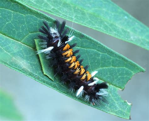 Milkweed tussock moth Archives - Laidback Gardener