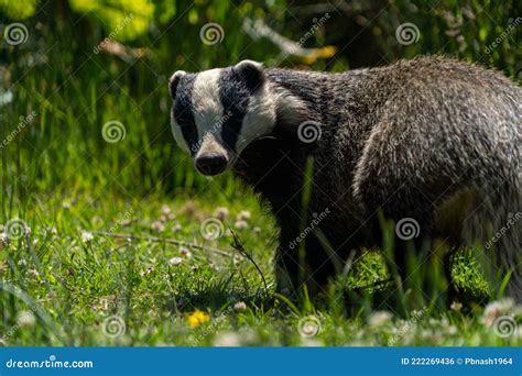 British Badger in a Field Devon England Uk Stock Photo - Image of slats ...