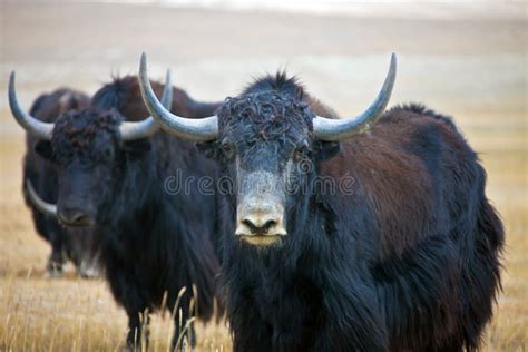 Wild Adult Male Yak Desert Stock Photos Free And Royalty Free Stock