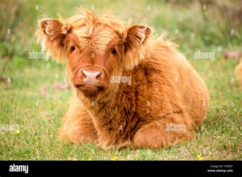 Dutch wildlife on the Island Texel in the North Sea Stock Photo - Alamy