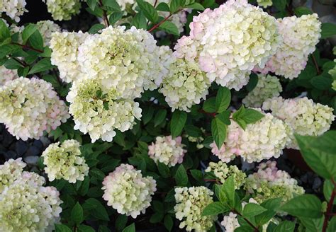 Strawberry Sundae Hydrangea Plant Library Pahl S Market Apple