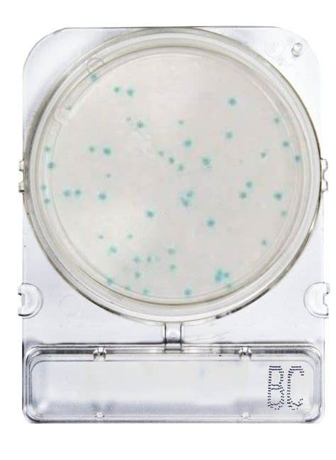 Bacillus Cereus Bc Compact Dry Latinoam Rica