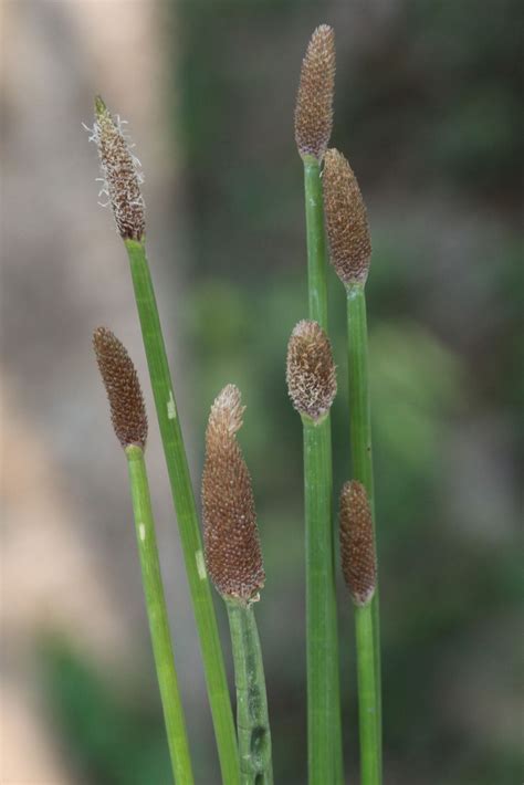 Eleocharis Elegans Kunth Roem Schult Plants Of The World Online