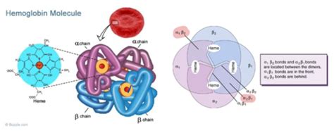 Hematology Juanillo Ch3 Hb Fe Flashcards Quizlet