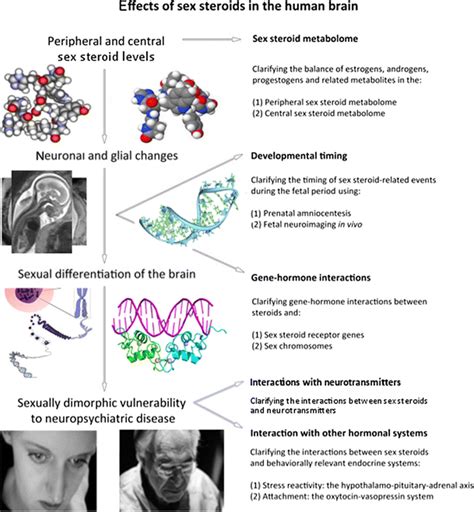 Effects Of Sex Steroids A Multimodal Perspective Figure 1 Outlines