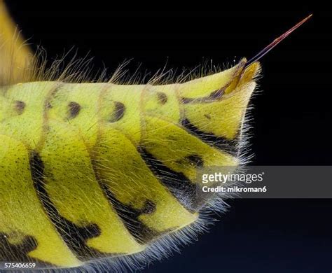 1,044 Wasp Sting Stock Photos, High-Res Pictures, and Images - Getty Images