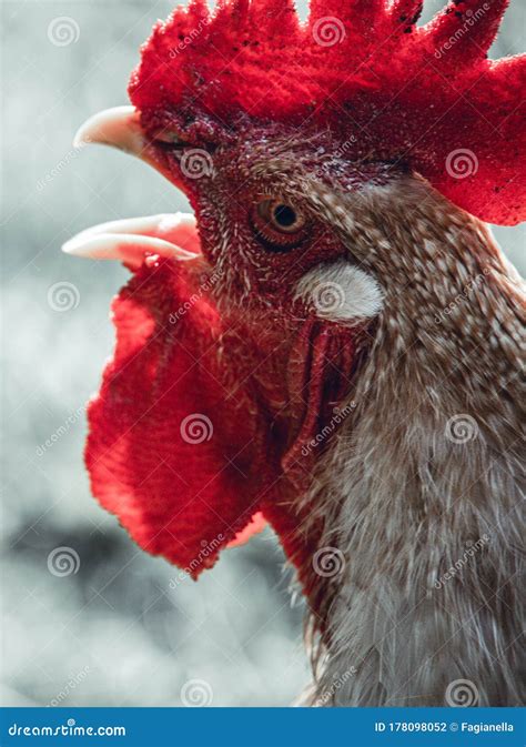 Angry rooster close up stock photo. Image of singing - 178098052