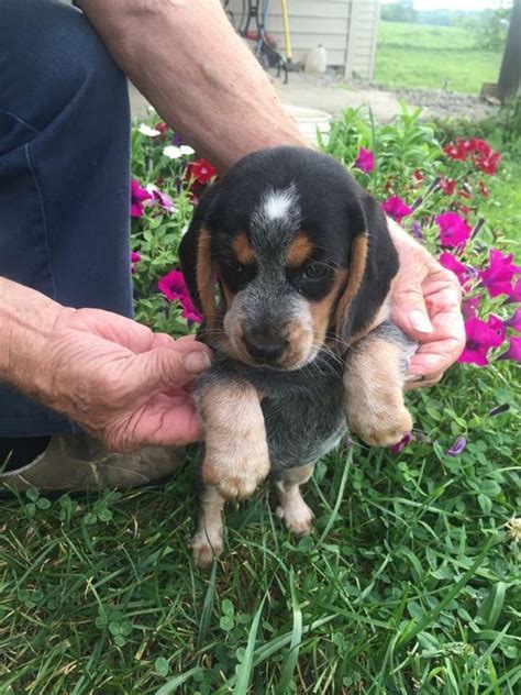 Blue tick beagle puppy--my dog is also a blue tick beagle--a very sweet dog! | Beagle puppy ...