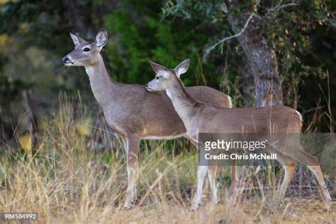 314 White Tailed Baby Deer Stock Photos, High-Res Pictures, and Images - Getty Images