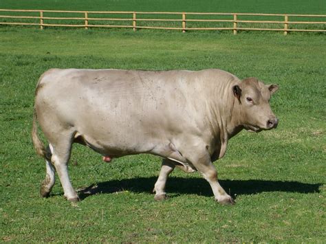 Miniature Beef Cattle Breeds