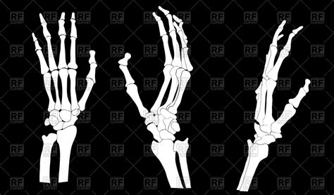 Skeleton Hand Vector at Vectorified.com | Collection of Skeleton Hand ...